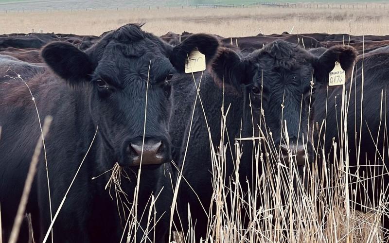 Black beef cattle grazing forages in summer pasture.