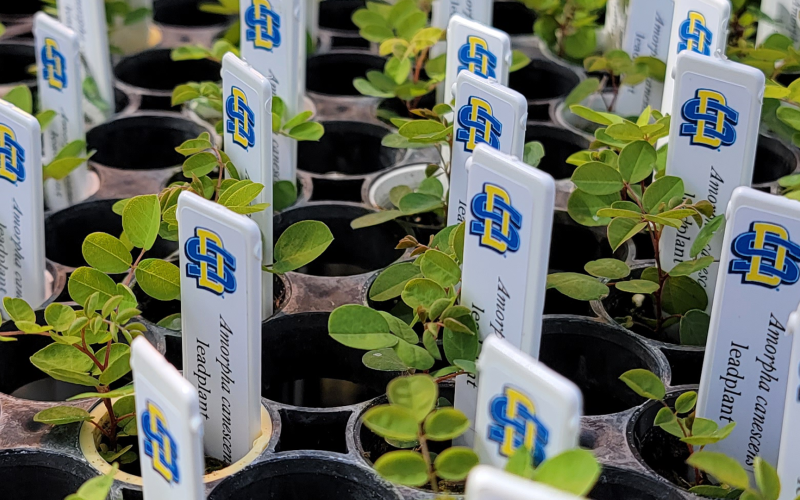 Pots of small native plants