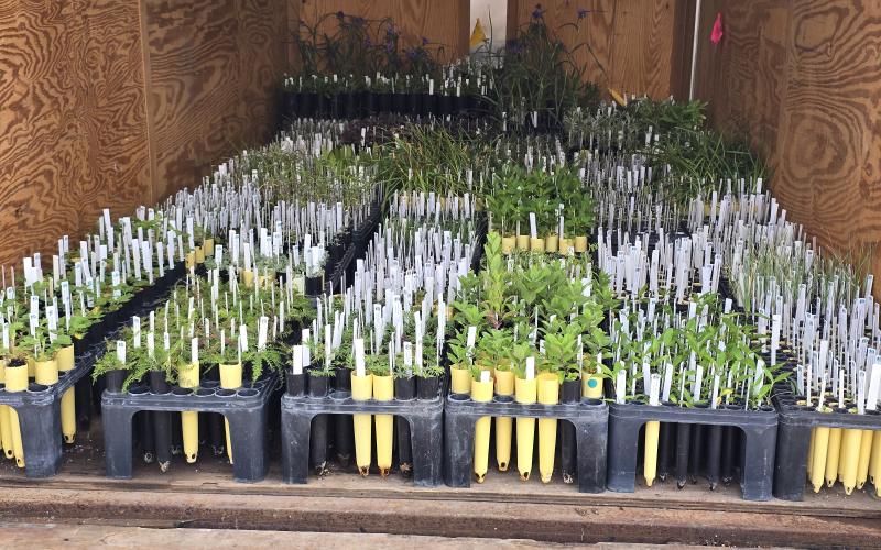 Trailer full of native plants