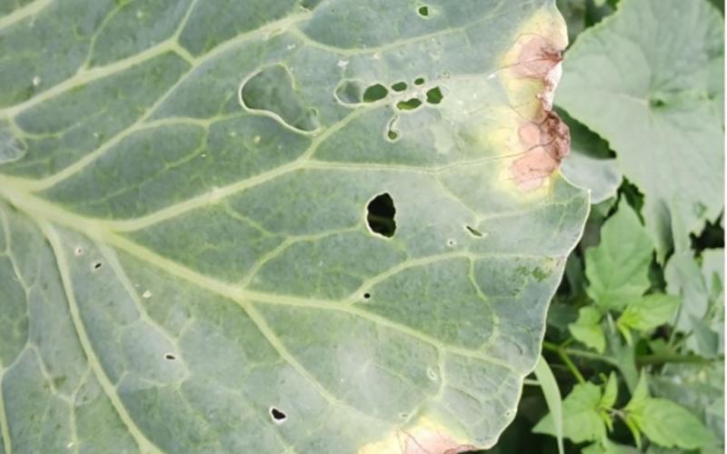 close up of a broccoli leaf with blackrot.