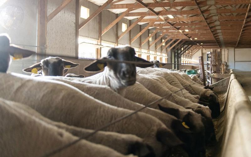 Sheep lined up at a feed bunk at the SDSU Sheep Research and Teaching Unit.