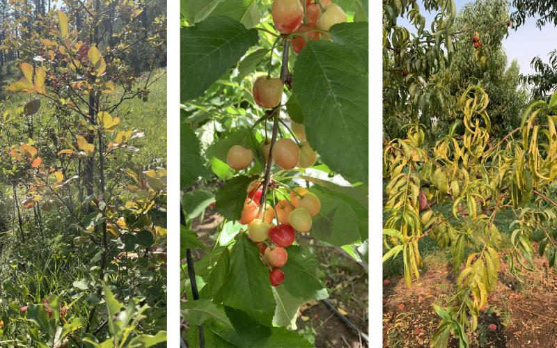 Three plants with notable X-Disease symptoms on leaves and fruit.