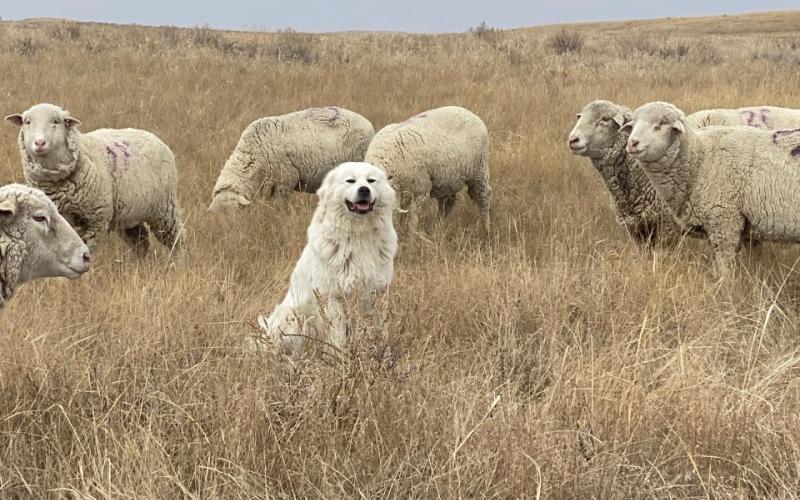 a while dog sitting in a field with sheep.