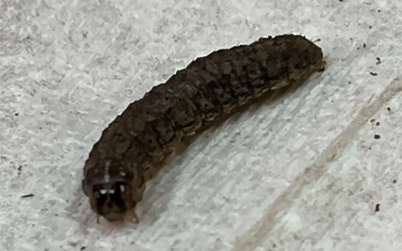 Dark colored caterpillar with two distinct black lines on head capsule.
