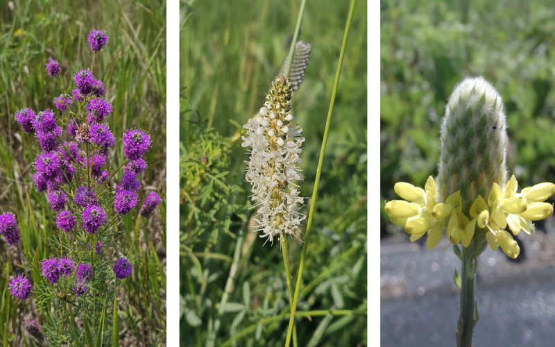 Plant profiles of purple prairie clover, white prairie clover, and golden prairie clover.