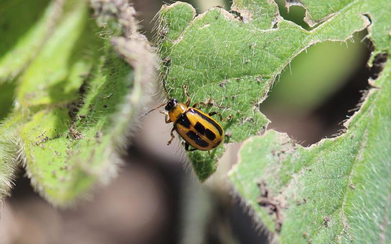 A yellow beetle with a black head, and square black markings on its back standing on a soybean leaf.