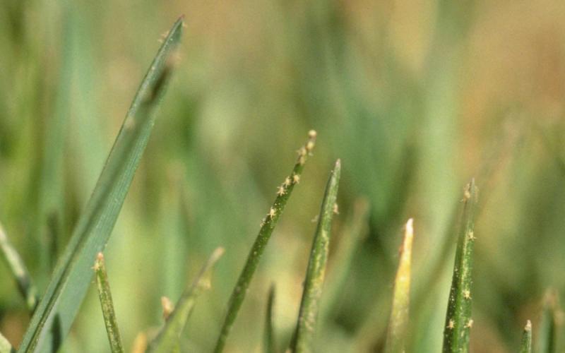 Green wheat with small mites present near the tips of the leaves.