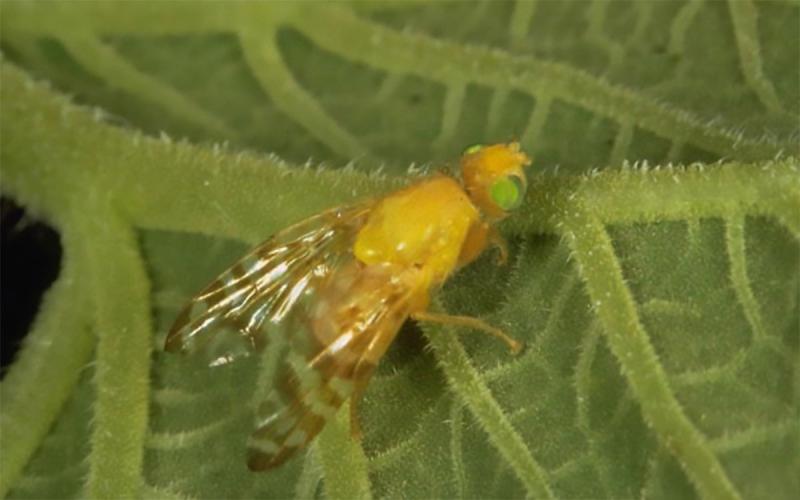 A yellow fly with green eyes and clear/lightly patterned wings on a green leaf.