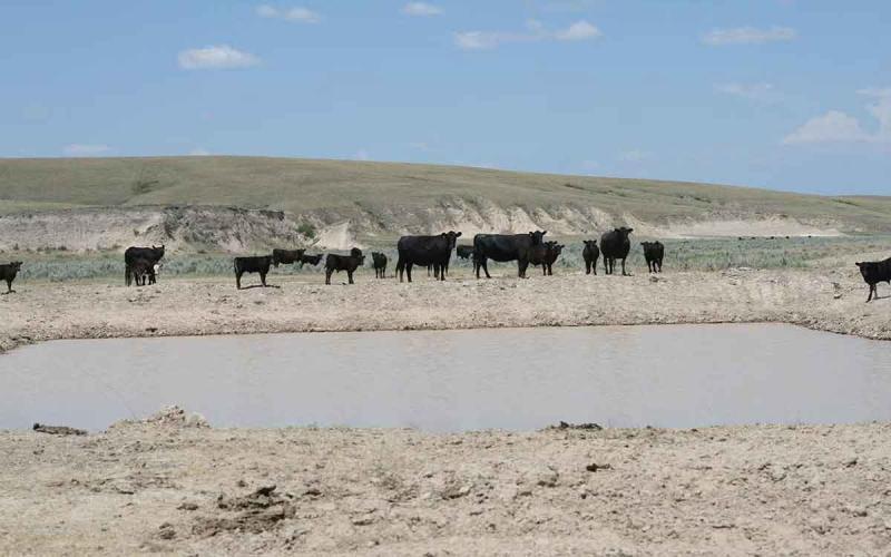 Cattle stand next to a watering hole in a pasture