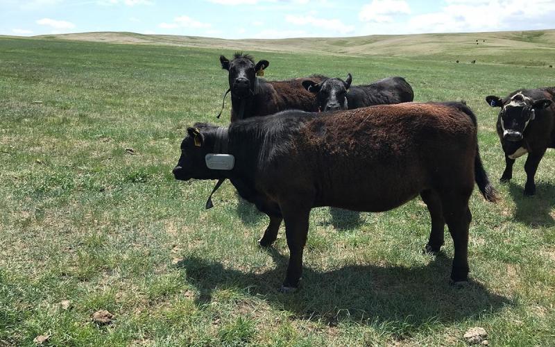 Cows stand in a pasture wearing collars with box GPS on them