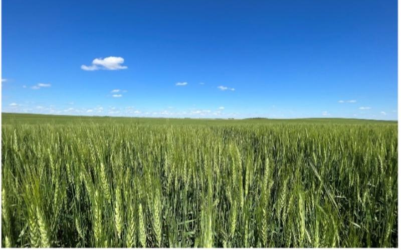 A green field of winter wheat under a blue sky