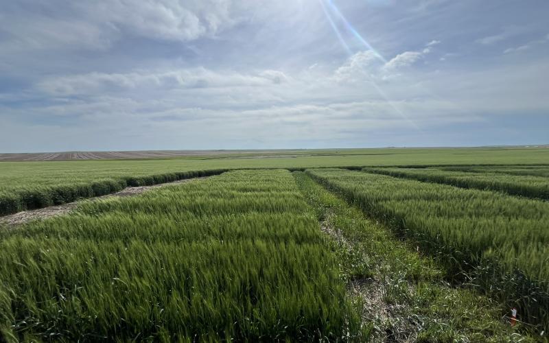 A field containing spring wheat variety trials