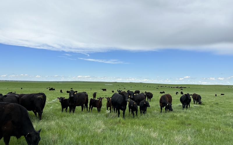 a group of black cattle out in a green grassy pasture.
