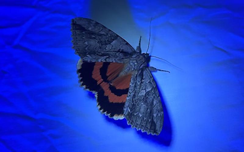 A large moth with black and orange striped wings resting on a black light box.