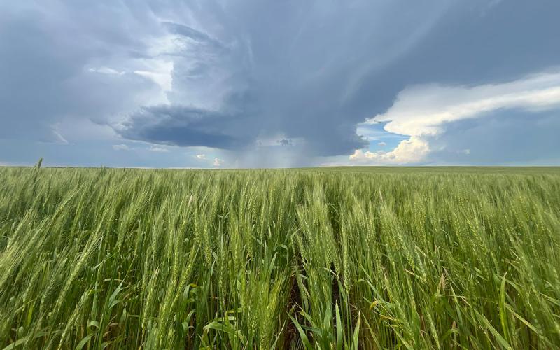 Rain clouds gathering in the sky over a sprawling winter wheat field.