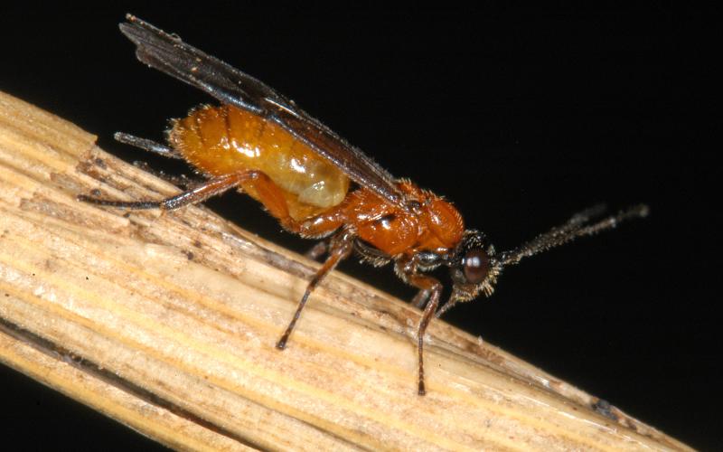 a brown bug with wings on a wood stick with a black background