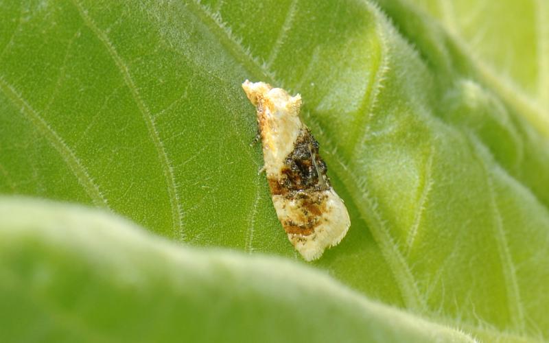 a cream colored moth with a brown band around the middle of the body on a green leaf