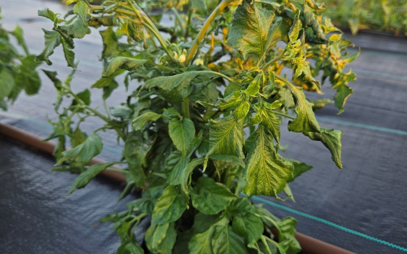 a wilted pepper plant in a garden plot.