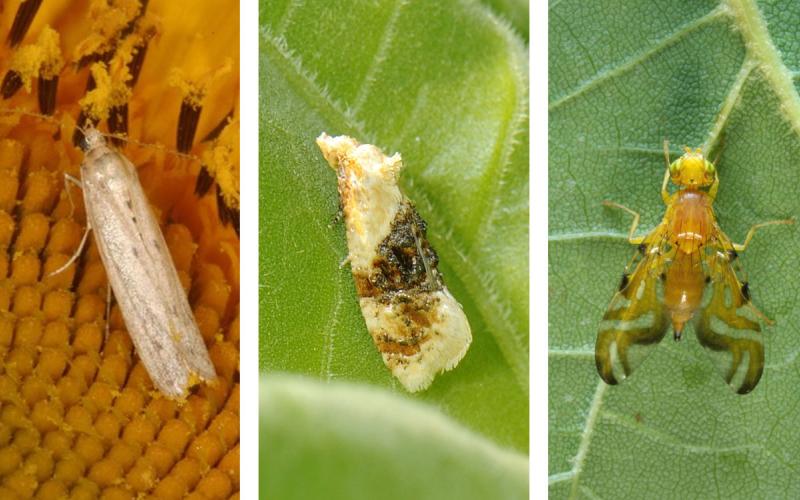 Sunflower moth, banded sunflower moth, and sunflower maggot adult.