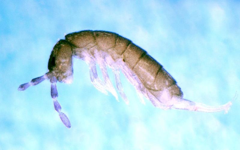 Nearly microscopic elongate organism.