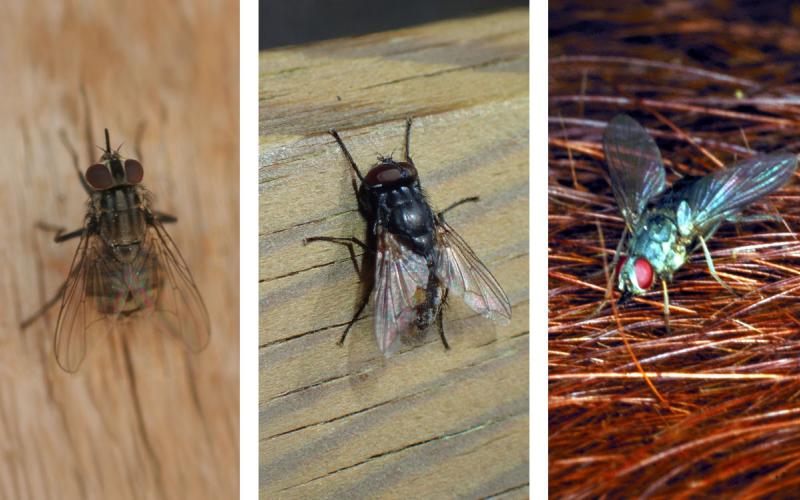 Stable fly, face fly, and horn fly.