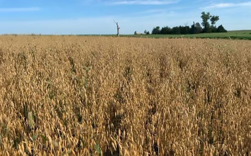 Oats growing in a South Dakota field in late July.