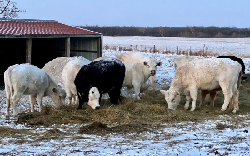 Small group of beef cattle eating hay spead out in a winter pasture.