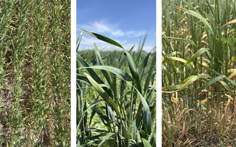 Three wheat fields exhibiting wheat streak mosaic virus symptoms throughout.