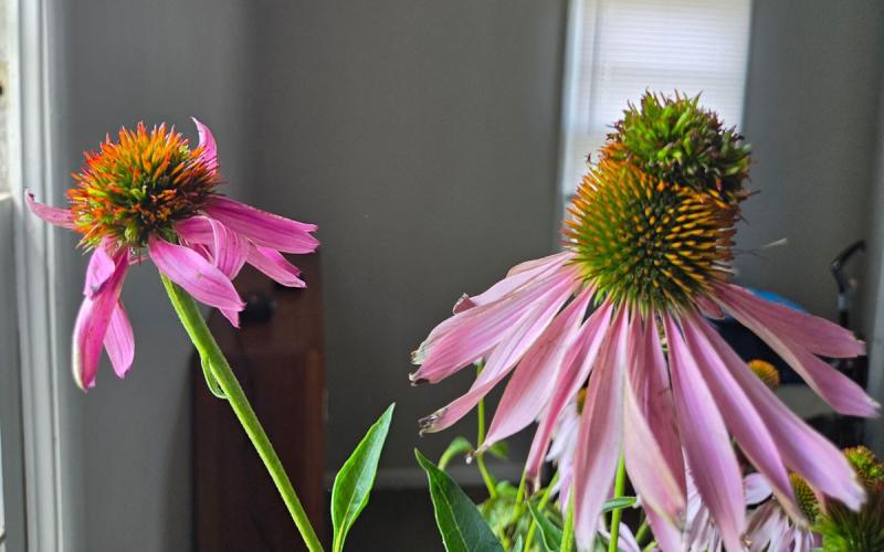 Two coneflowers with distorted heads due to Aster yellows phytoplasma.