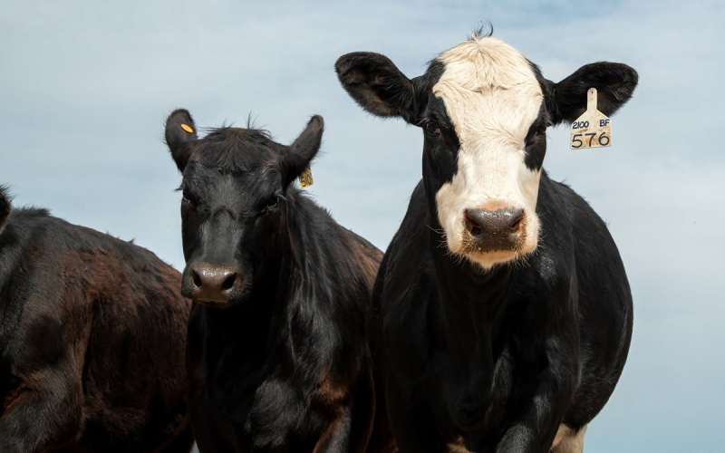 Two black beef cows and one black-and-white beef cow in the foreground.
