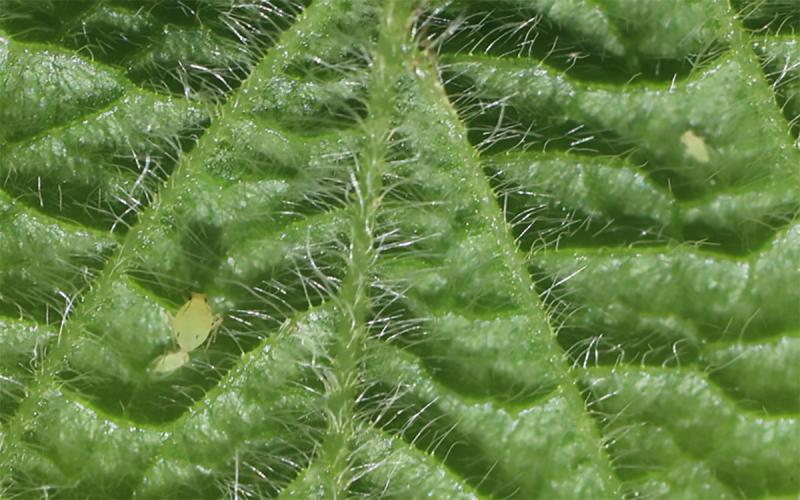 Green leaf with light colored aphids feeding on it.