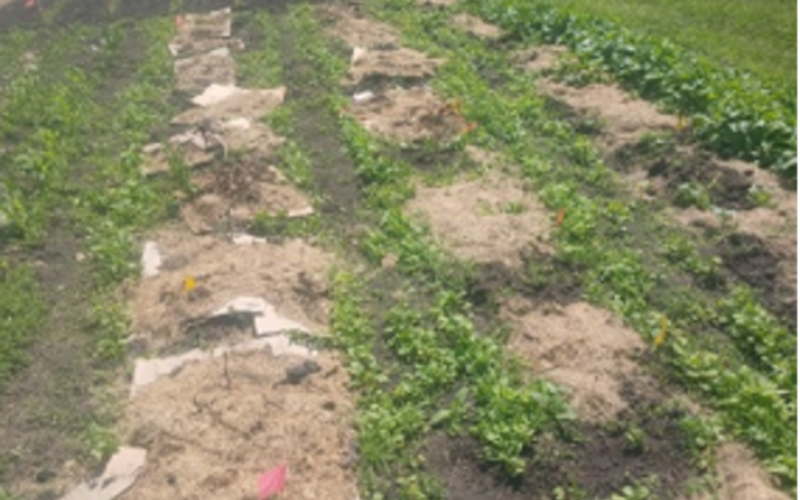 Garden plots