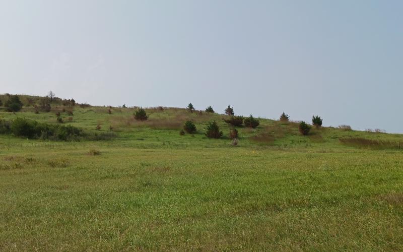 Redcedar trees in a pasture