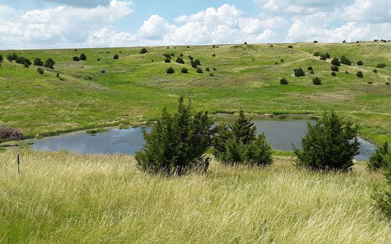 Redcedar trees in a pasture
