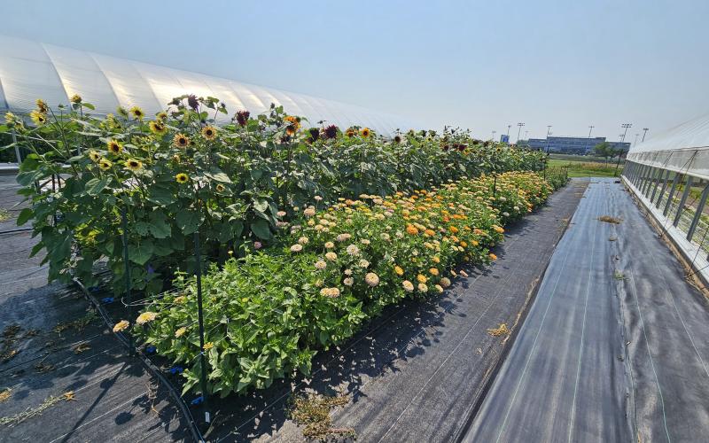 Cut flower field at the SDSU Specialty Crop Research Field
