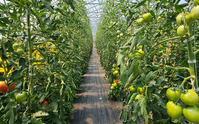 Tomato plants growing in a high tunnel