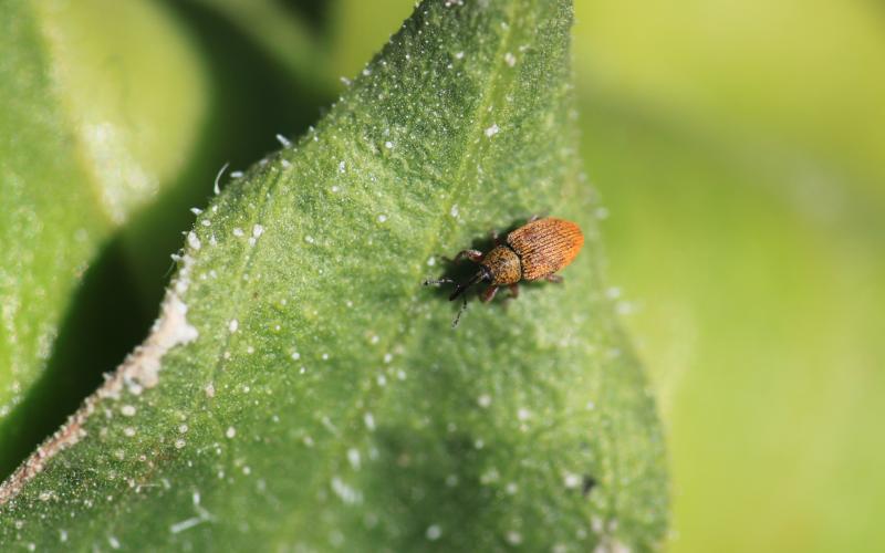 Small weevil covered in dense reddish-orange hairs sitting on a green leaf.