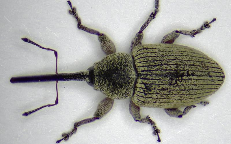 Black beetle covered in gray setae that has a black rostrum.