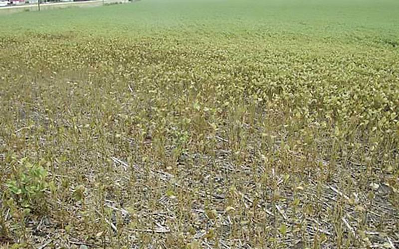 Dying patch of soybeans in an otherwise healthy field.