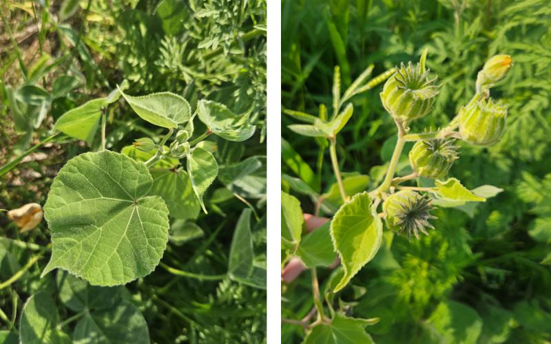 Velvet leaf foliage and seed pods.