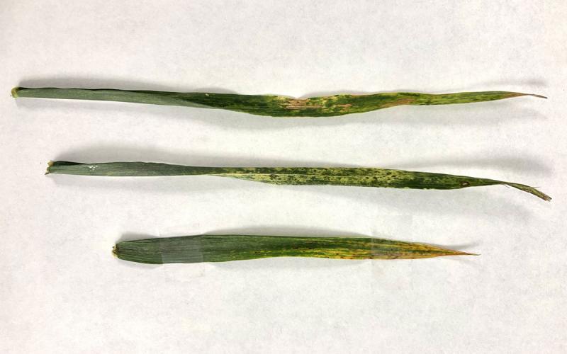 Three blades of wheat grass exhibiting Alternaria symptoms.