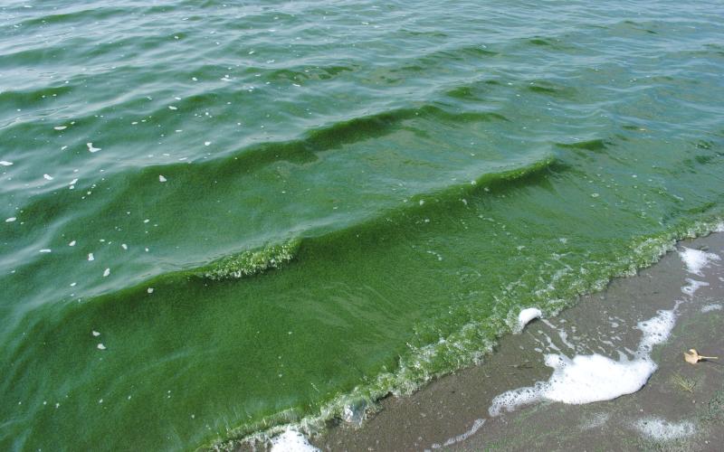 Algal bloom on a South Dakota lake