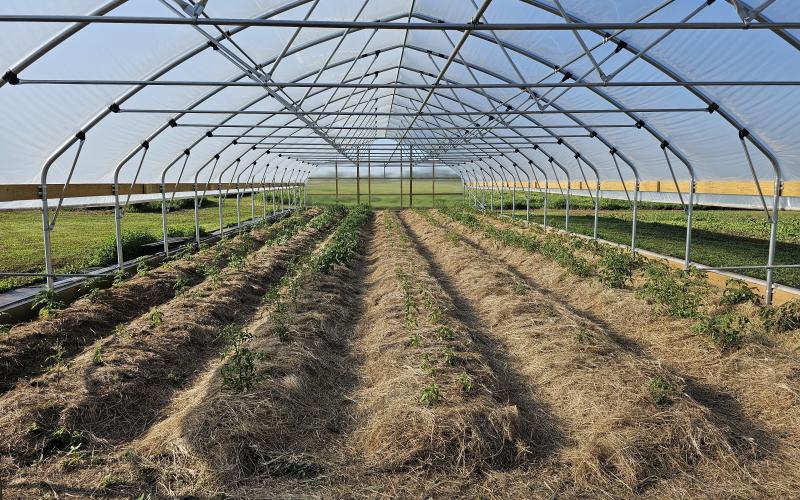 Vegetable plants growing in a high tunnel