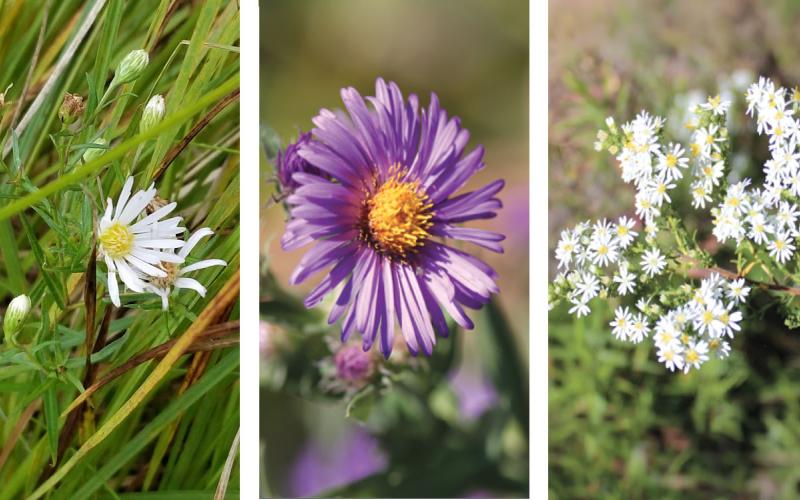 Calico aster, Aromatic aster, and Heath aster.