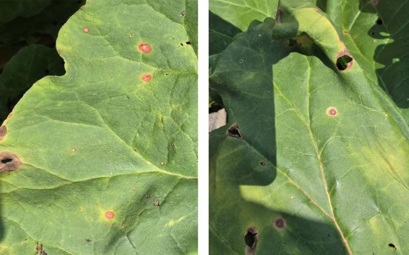 Rhubarb plants with Ramularia Leaf spot and Ascochyta leaf spot.