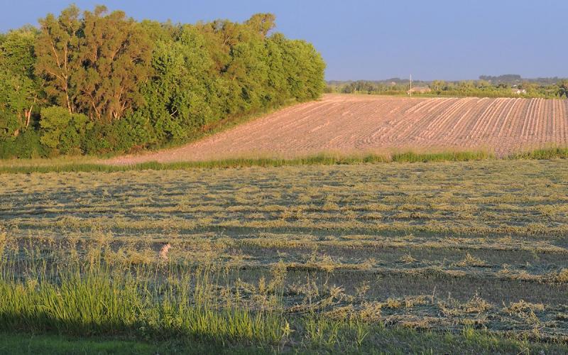 A green cut alfalfa field dries in windrows as the sun sets.