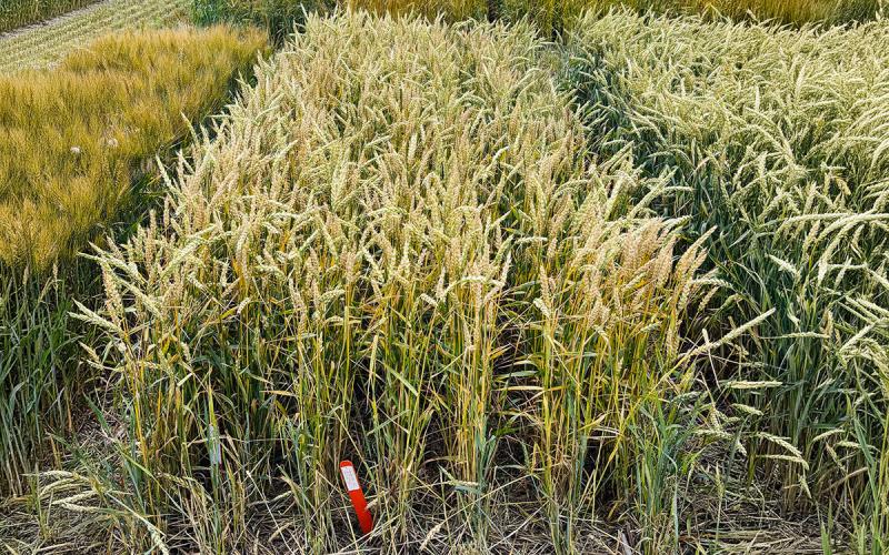SD Sundog growing within a series of crop performance testing plots.
