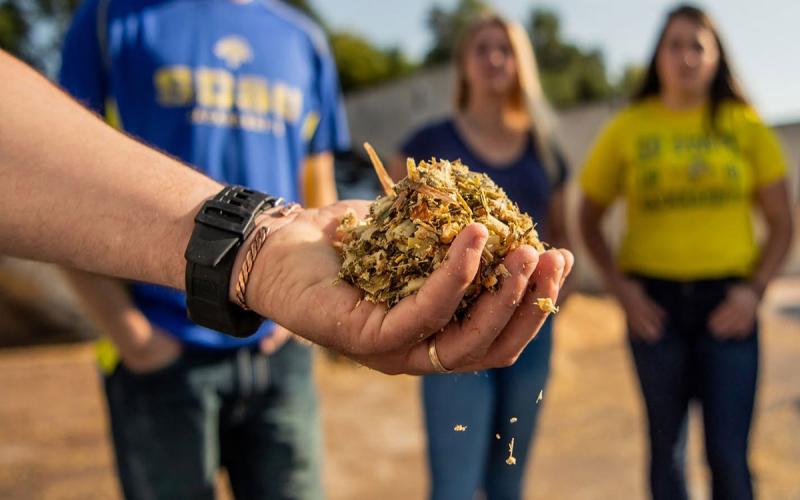 Hand holding a handful of harvested silage.