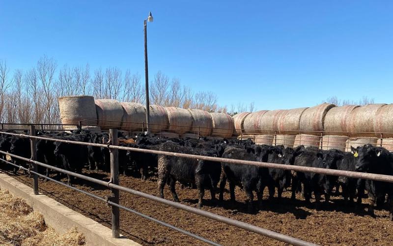 Group of beef cattle in a feedlot with hay bales stacked in the background.