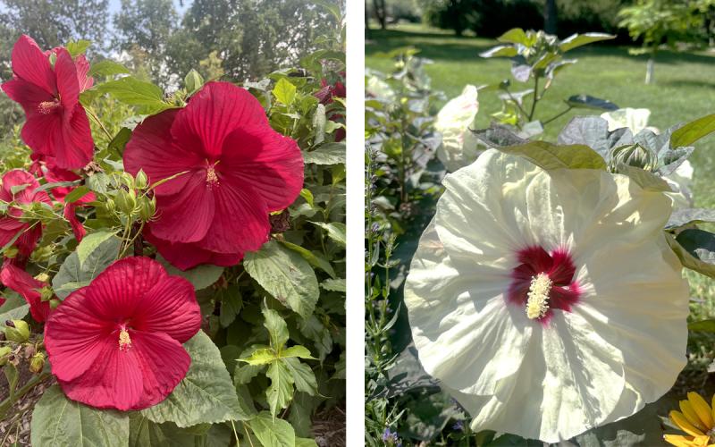 Cristi™ Hardy Hibiscus and Summerific Coconut Cream Hibiscus flowers in bloom at McCrory Gardens.